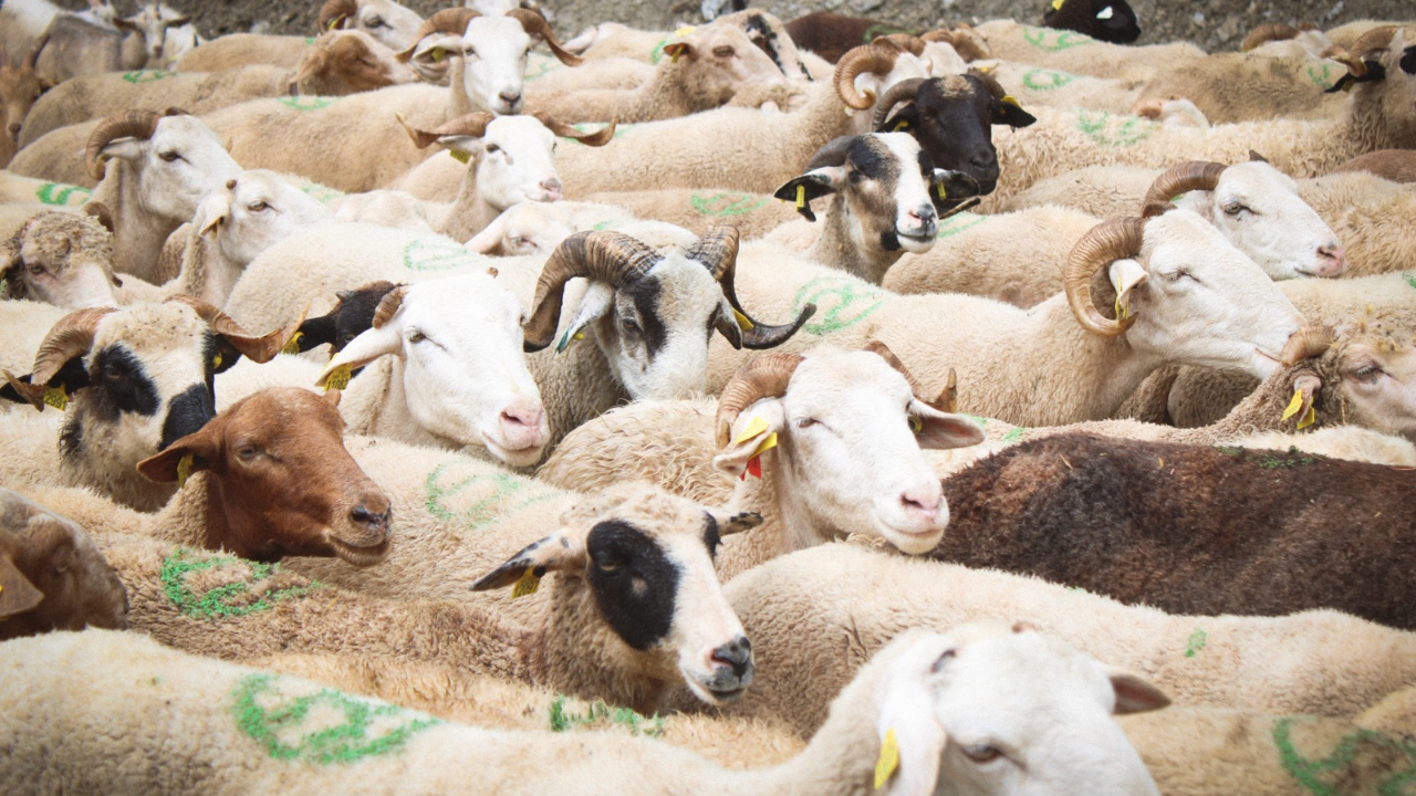 Parc du Queyras : une carte interactive pour rep&eacute;rer les troupeaux