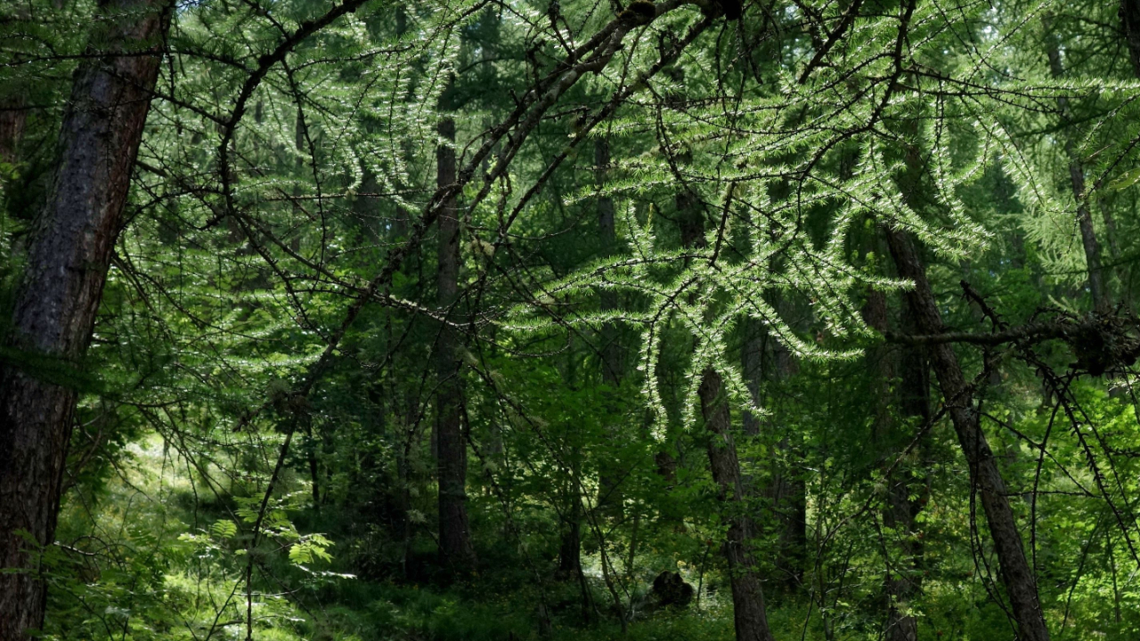 Plus de trois hectares d&rsquo;arbres menac&eacute;s sur la station de Montgen&egrave;vre ?