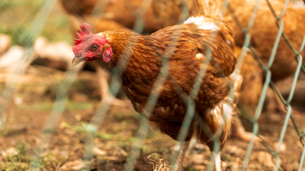 Poulailler de 20 000 poules &agrave; Ancelle : le maire refuse le permis de construire