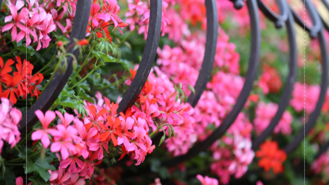 Saint-Chaffrey offre des fleurs