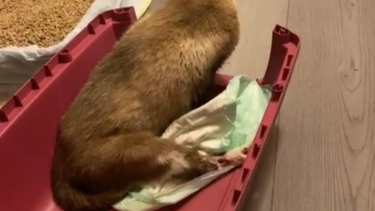 Un chat blessé par une arme à Espinasses Un chat blessé par une arme à Espinasses