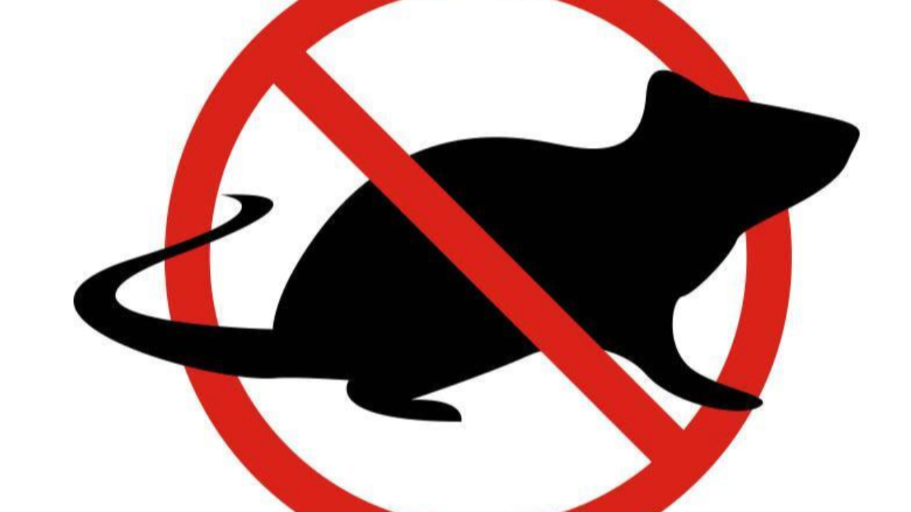 Une campagne de d&eacute;ratisation &agrave; Gap