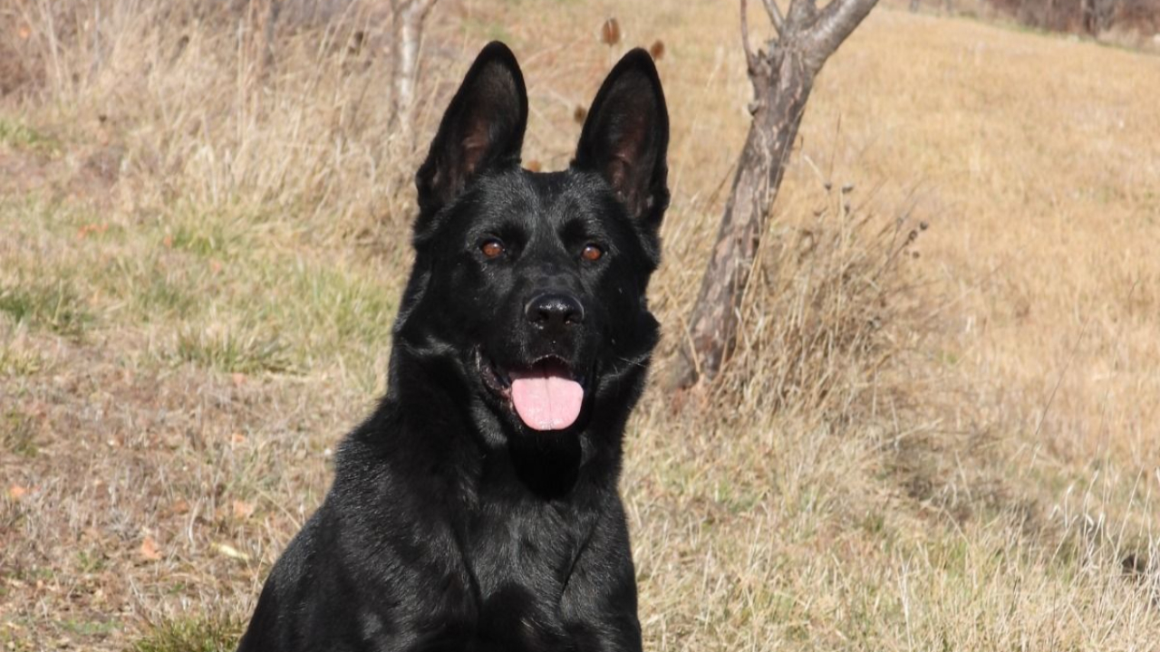 Une personne retrouv&eacute;e saine et sauve gr&acirc;ce &agrave; une &eacute;quipe cynotechnique des pompiers 05