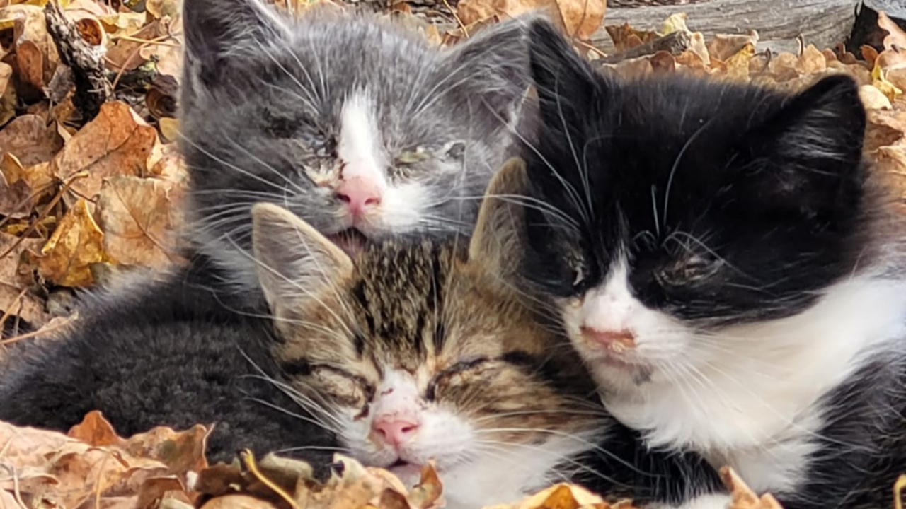 Une toute nouvelle association pour venir en aide aux chats errants Une toute nouvelle association pour venir en aide aux chats errants