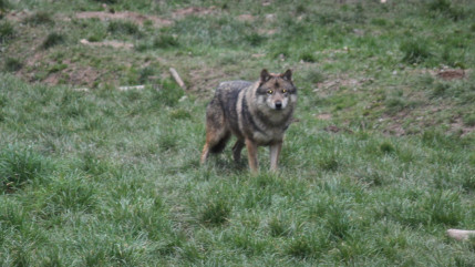 Affaire des loups &agrave; Cervi&egrave;res : la Coordination rurale 05 d&eacute;nonce "l&rsquo;&eacute;chec" de la politique de l&rsquo;&Eacute;tat