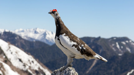 Alpes du Sud : le lagop&egrave;de alpin devient une esp&egrave;ce prot&eacute;g&eacute;e en France