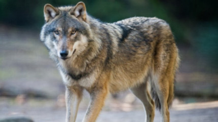 Braconnage de loups, trois personnes interpell&eacute;es dans les Hautes-Alpes