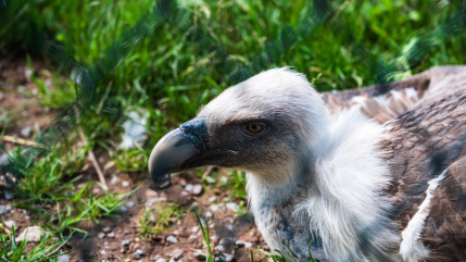 Briançon : il découvre un vautour fauve très affaibli dans son jardin