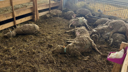 Crots : 30 brebis tu&eacute;es dans une bergerie, la Conf&eacute;d&eacute;ration paysanne r&eacute;clame le droit de se d&eacute;fendre