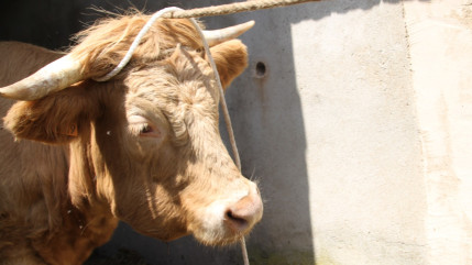 Dermatose nodulaire contagieuse : l&rsquo;&Eacute;tat renforce la recherche et la surveillance en 2026