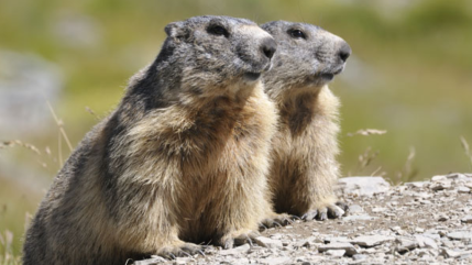 Des observateurs attendus samedi pour compter les marmottes &agrave; Eygliers