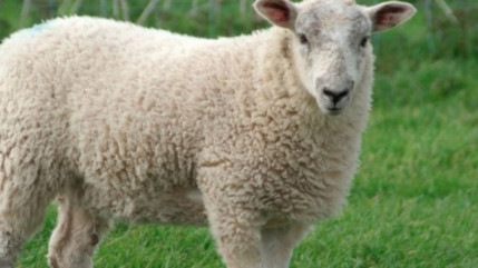 Fête de l'Aïd el Kebir : seuls les abattoirs de Gap et Guillestre sont habilités à l'abattage Fête de l'Aïd el Kebir : seuls les abattoirs de Gap et Guillestre sont habilités à l'abattage