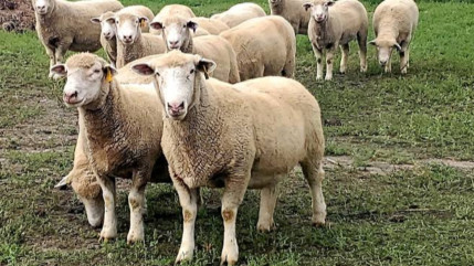 Fièvre catarrhale, le sérotype 8 progresse lentement dans les Hautes-Alpes selon la préfecture Fièvre catarrhale, le sérotype 8 progresse lentement dans les Hautes-Alpes selon la préfecture