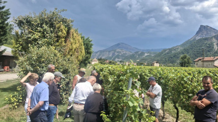 Gr&ecirc;les, des pertes entre 70 et 80% pour les viticulteurs dans la Vall&eacute;e de Remollon