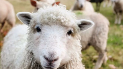 Hautes-Alpes : « c’est indécent », les chiffres de la préfecture quant aux attaques de loup ne passent pas Hautes-Alpes : « c’est indécent », les chiffres de la préfecture quant aux attaques de loup ne passent pas