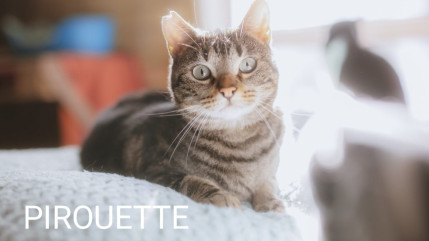 Hautes-Alpes : encore une quinzaine de chats à adopter à Arvieux Hautes-Alpes : encore une quinzaine de chats à adopter à Arvieux