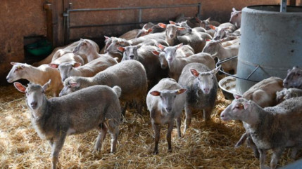 Hautes-Alpes : fièvre catarrhale, la Confédération Paysanne demande des mesures sur le court, le moyen et le long terme Hautes-Alpes : fièvre catarrhale, la Confédération Paysanne demande des mesures sur le court, le moyen et le long terme