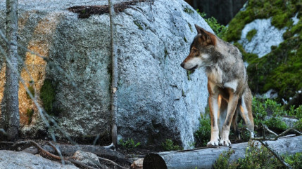 Hautes-Alpes : la Coordination Rurale d&eacute;nonce la suspension des missions de la louveterie