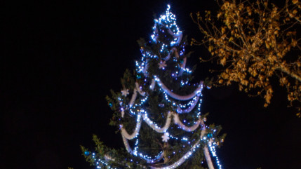 Hautes-Alpes : la ville de Gap cherche son sapin de Noël
