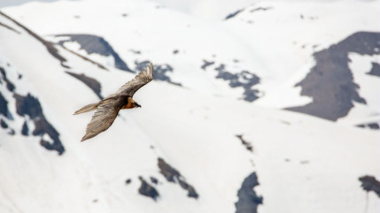 Hautes-Alpes : le Parc des Écrins attend le carnet rose de trois gypaètes