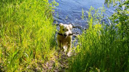 Hautes-Alpes : pas d&rsquo;empoisonnement volontaire apr&egrave;s la mort de trois chiens au lac de Pelleautier