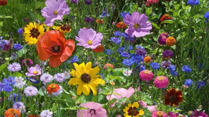 Hautes-Alpes : passez au vert ce samedi à Saint-Chaffrey Hautes-Alpes : passez au vert ce samedi à Saint-Chaffrey