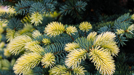 Hautes-Alpes : recyclage de sapins de Noël à Briançon
