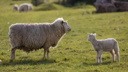 Hautes-Alpes : trois syndicats agricoles dans la rue pour dénoncer la pression du loup