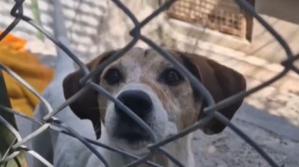 Hautes-Alpes : un coup de projecteur sur des chiens oubliés Hautes-Alpes : un coup de projecteur sur des chiens oubliés