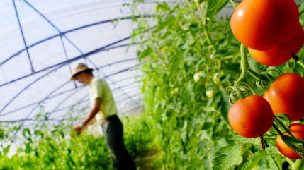 &ldquo;L&rsquo;agriculture se joue aussi dans les mairies&rdquo; : la FDSEA interpelle les futurs maires des Hautes-Alpes