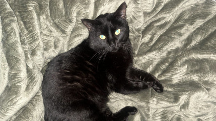 Factures trop sal&eacute;es, "Hauts Chat&rsquo;lpins" contrainte de ne plus prendre en charge d'animaux cet hiver