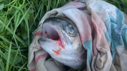 L'association PAZ d&eacute;nonce l'empoissonnement &agrave; Chorges