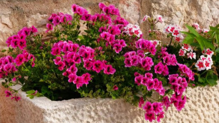 Les fleurs &agrave; disposition &agrave; Mon&ecirc;tier les Bains