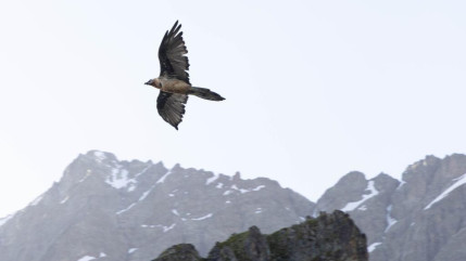 Les gypaètes barbus comptés ce samedi Les gypaètes barbus comptés ce samedi