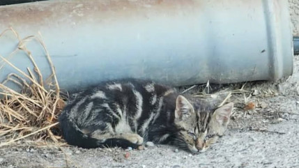 &laquo; Les Hauts Chat&rsquo;lpins &raquo; submerg&eacute;e par les chatons