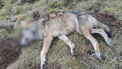 Loups abattus : FERUS veut peser dans le proc&egrave;s &agrave; venir dans les Hautes-Alpes