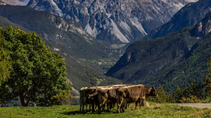 P.A.T des Hautes-Alpes, une d&eacute;l&eacute;gation &agrave; la ferme de Pra Long &agrave; Puy Saint-Pierre