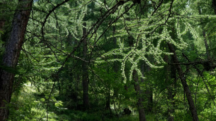 Plus de trois hectares d’arbres menacés sur la station de Montgenèvre ? Plus de trois hectares d’arbres menacés sur la station de Montgenèvre ?