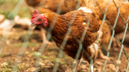 Poulailler de 20 000 poules &agrave; Ancelle : le maire refuse le permis de construire
