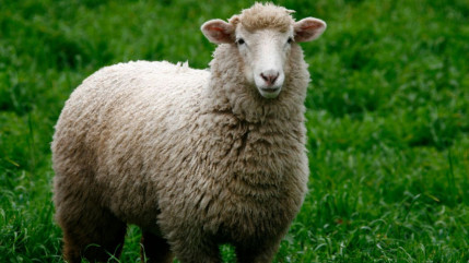 Pour l&rsquo;A&iuml;d El-Kebir, seuls les abattoirs de Gap et de Guillestre sont habilit&eacute;s