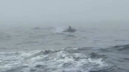 Romain Attanasio accompagné sur le Vendée Globe par un dauphin Romain Attanasio accompagné sur le Vendée Globe par un dauphin