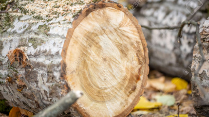 Six arbres &laquo; dangereux &raquo; prochainement coup&eacute;s &agrave; Gap