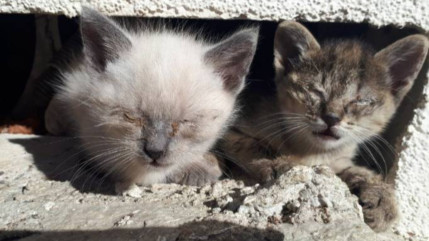 SOS Chats des Rues du Brian&ccedil;onnais demande au maire de Mon&ecirc;tier les Bains de reverser son indemnit&eacute;