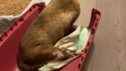 Un chat bless&eacute; par une arme &agrave; Espinasses