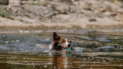 Un &eacute;norme chien chute dans un torrent et ne peut plus remonter : les pompiers des Alpes du Sud d&eacute;ploient les grands moyens pour le sauver