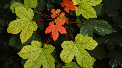 Un &eacute;rable plant&eacute; pour f&ecirc;ter les 70 ans du Rotary Club de Brian&ccedil;on