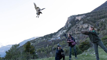 Un hibou grand-duc a retrouvé la liberté Un hibou grand-duc a retrouvé la liberté