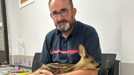 Un jeune faon secouru dans un quartier d&rsquo;Embrun