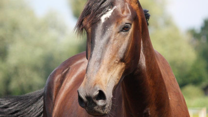 Un zoophile recherché sur le secteur de Serre-Chevalier Un zoophile recherché sur le secteur de Serre-Chevalier