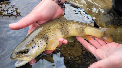 Une centaine de truites mortes retrouv&eacute;es dans un torrent, une enqu&ecirc;te ouverte